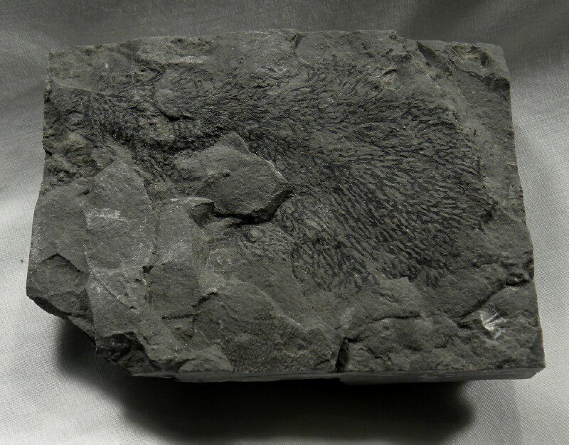 Graptolite Fossil