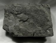 Desmogratus Graptolite Fossil