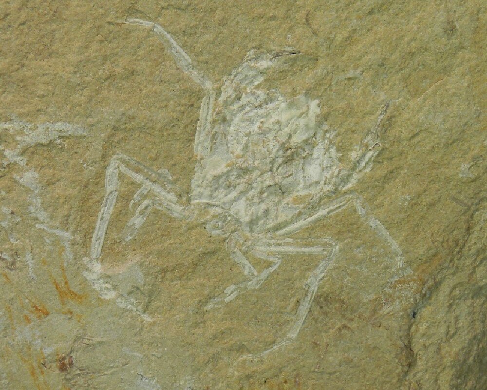 Crab Fossil