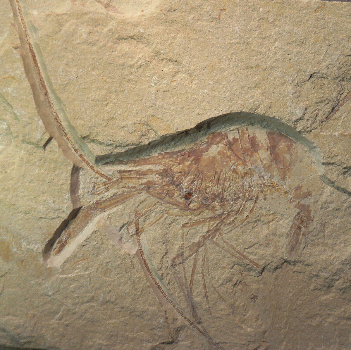 Shrimp Fossils