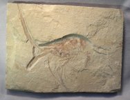 Cretaceous Shrimp Fossil