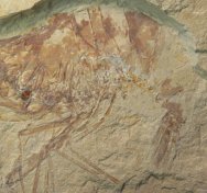 Lebanese Lagerstatte Fossil