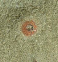 Choia Sponge Fossil