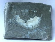 Bear Gulch Brachiopod Fossil