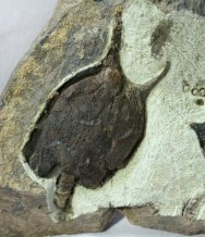 Pleurocystites foriolus