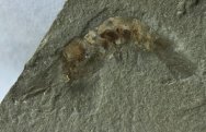 Belotelson magister Crustacean Fossil