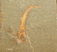 Raptorial Ordovician Arthropod Limb Fossil