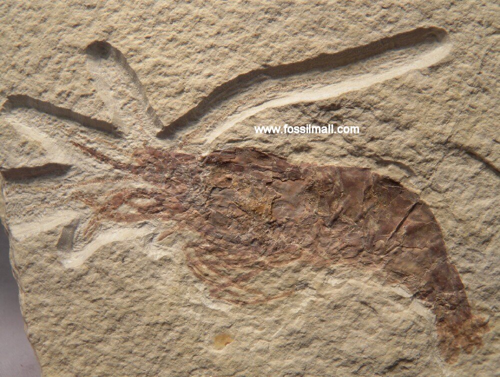 Green River Fossil Prawn