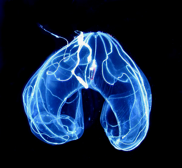 Comb Jelly Ctenophora Fossil