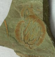 Rare Ctenophora Comb Jelly Fossil