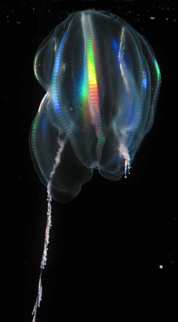 Comb Jelly Ctenophora Fossil