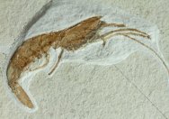 Atrimpos meyeri Shrimp Fossil