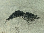 Triassic Crustacean Fossil
