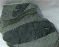 Rare Permian Glossopteris schopfi Fossil Leaves from Antarctica