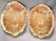 Araucaria Seed Fossil