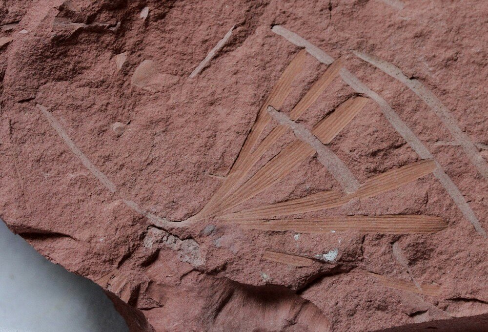 Ginkgo Fossil
