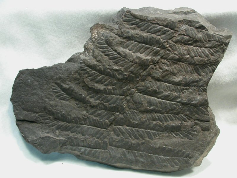 Tree Fern Fossil