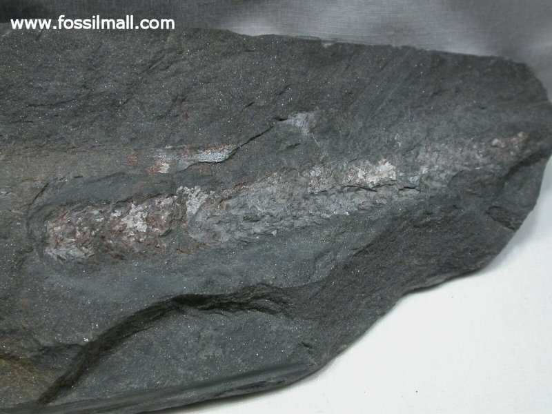 Fossil Cone of Clubmoss Tree