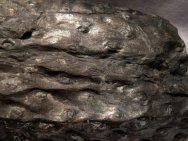 Clubmoss Tree Root Fossil