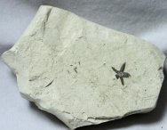 Solentes Fossil Flower