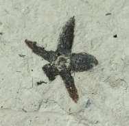 Solenites Flower Fossil