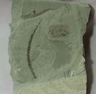 Eocene Catkin Plant Fossil