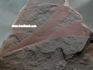 Ginkgoites simmondsi