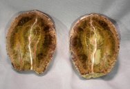 Araucaria Seed Cone Fossil 