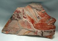 Glossopteris Plant Fossil