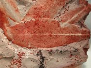 Glossopteris Paleozoic Plant Fossil