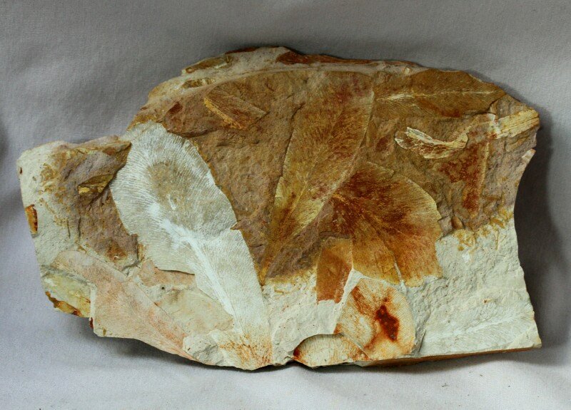 Glossopteris