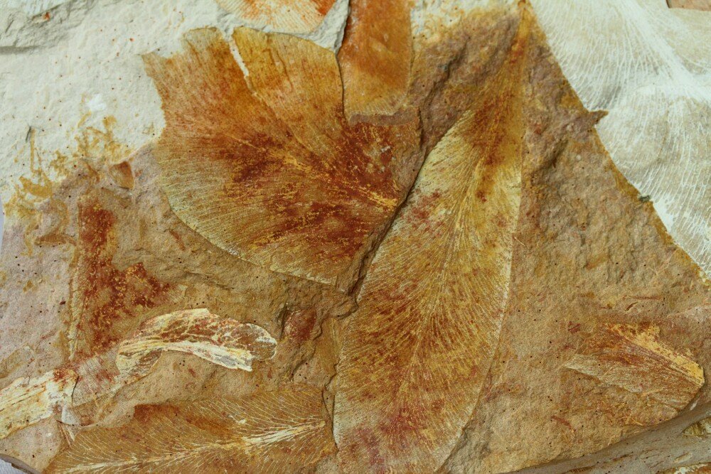 Glossopteris