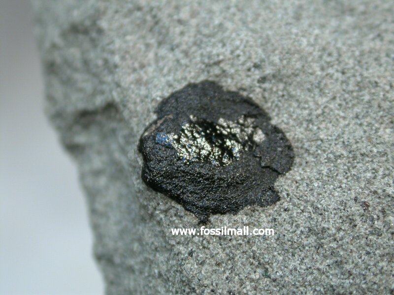 Dicroidium Seed Fern Fossil