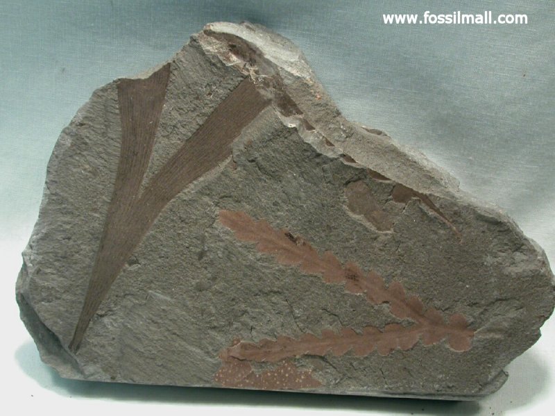 Ginkgo and Seed Fern Fossils