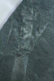 Carbonifeous Horsetail Plant Fossil