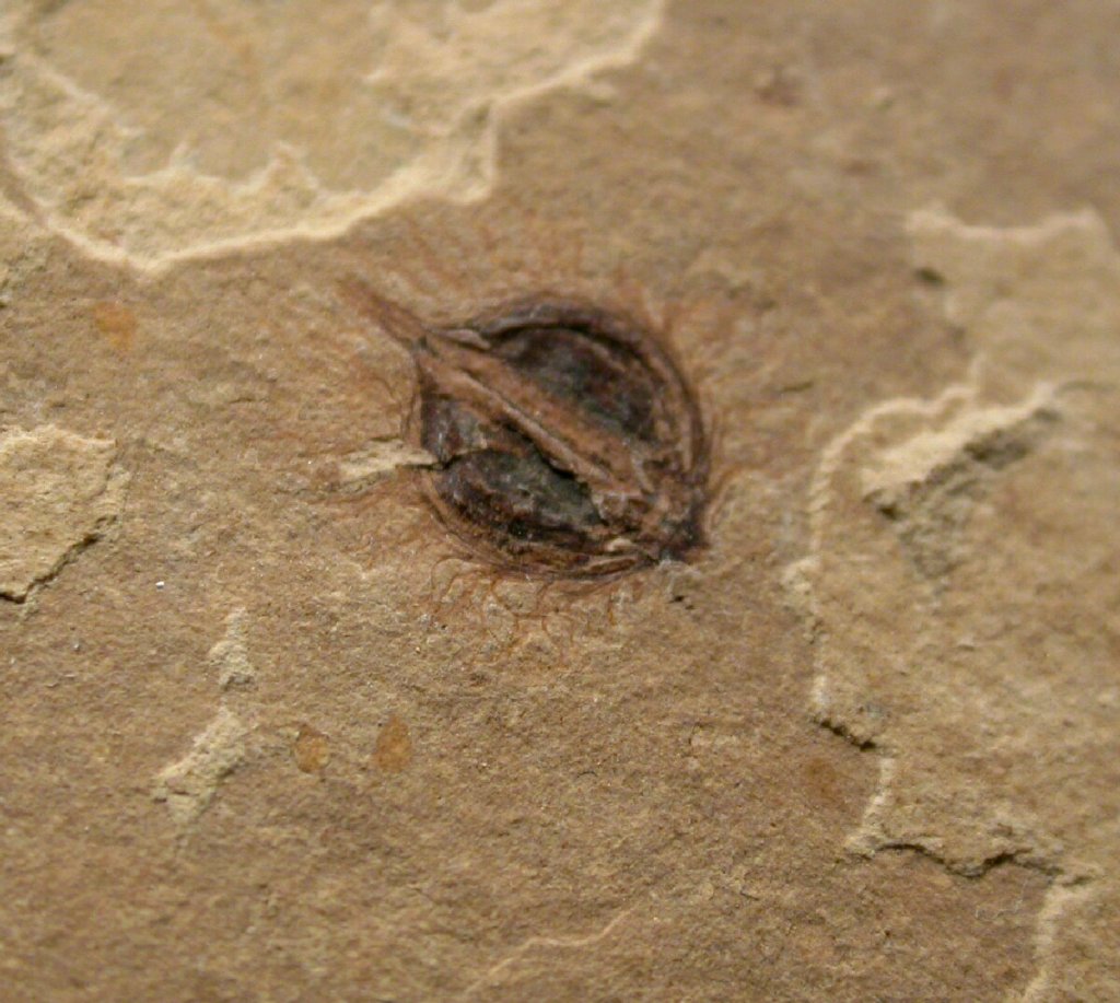 Gurvanella Fossil Plant Fruiting Body