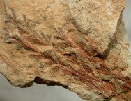 Dawn Redwood Plant Fossil