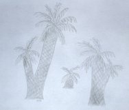 Cycad