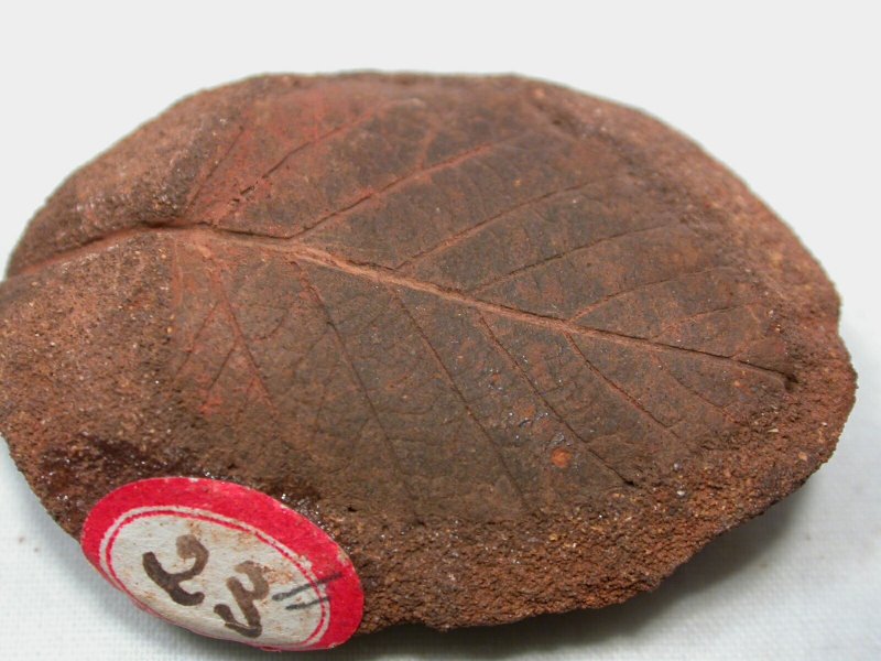 Betulites oblongus from Sternberg Collection