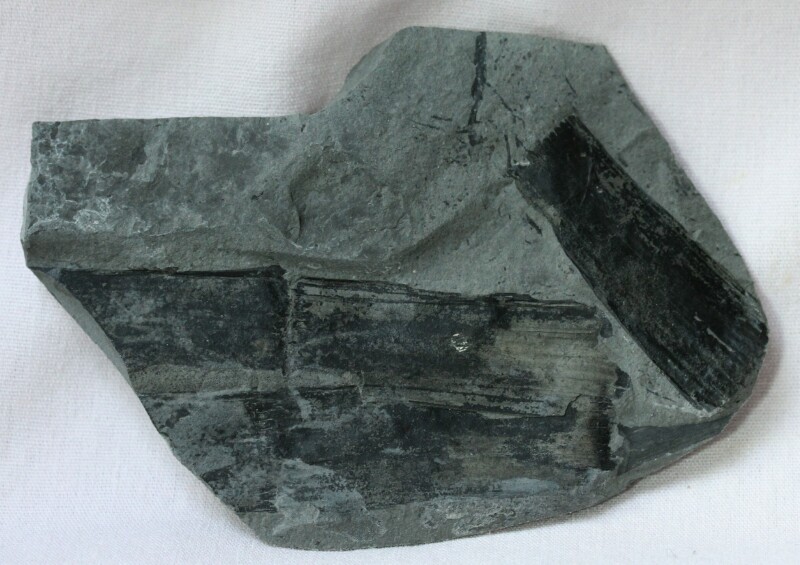 Calamites Plant Fossil from Antarctica