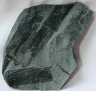 Calamites Plant Fossils from Antarctica