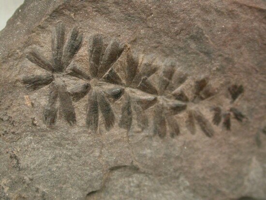 Opiniones de Sphenophyllales