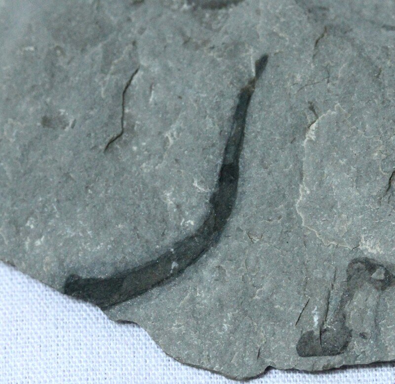Cooksonia Plant Fossil