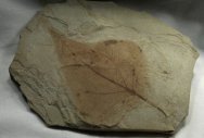 Populus willmattae Fossil