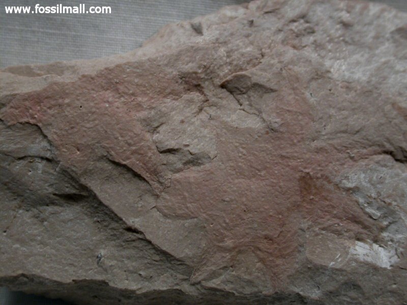 Seed Fern Dicroidium Fossil