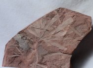 Ginkgo Fossil