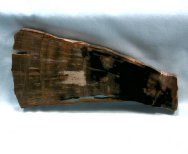 Araucarian Conifer Trunk Fossil