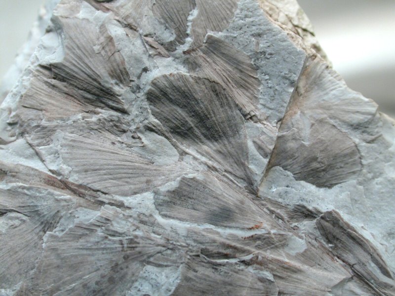 Rhacopteris Seed Fern Fossil