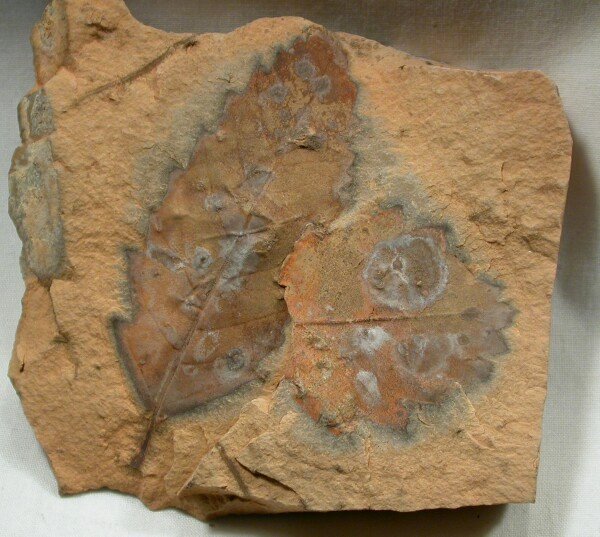 Cretaceous Fossil Plant Sapindopsis