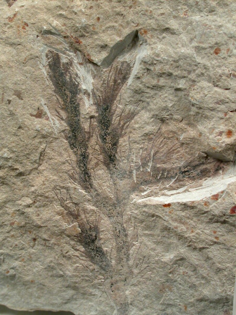 Cretaceous Fossil Plant